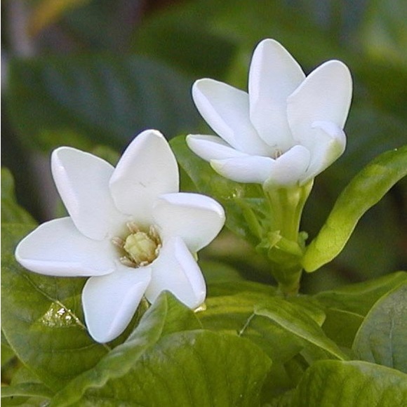 Gardenia Natural Loofah Soap - Picture 4 of 6